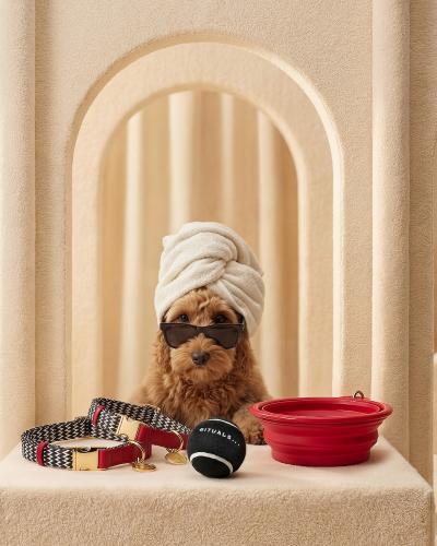 DOG CARE bei Rituals