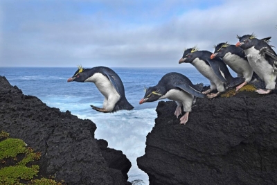Felsenpinguine in Südafrika, Indischer Ozean Felsenpinguine in Südafrika, Indischer Ozean